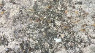 Ghost Ants Moving Tapinoma Melanocephalum