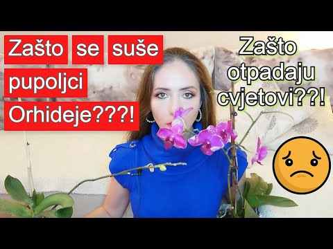 5 Razloga Zasto se SUSE Pupoljci? Zasto otpadaju cvjetovi Orhideja?