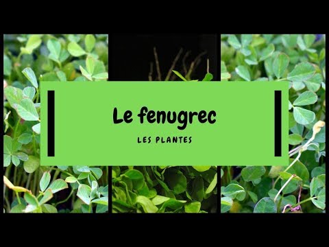 Vidéo: Fenugrec Herb Info: Comment faire pousser des plantes de fenugrec dans le jardin