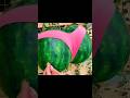 Top 8 Life Hacks Tips #facts #sciencefacts #shortvideo #shorts #lifehacks