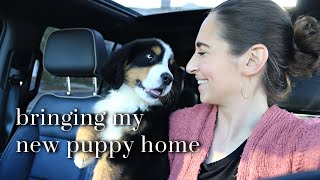 We Got A New Puppy! by Cara's Canines 1,520 views 1 month ago 10 minutes, 9 seconds