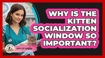 Why Is The Kitten Socialization Window So Important? - Happy Cat Handbook
