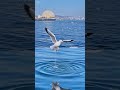 红瓦缀碧海、鸥影映暖阳。新春来青岛，不仅要吃糖球、逛庙会，更要来海边，与成千上万只海鸥撞个满怀，深深吸一口这山海间的“鸥”气，解锁新年超治愈的限定浪漫~