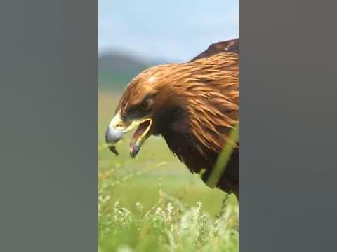 raging golden eagle #shorts #viralvideo #india - YouTube