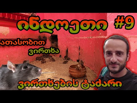 ინდოეთი /ქალაქი ბიკანერი და ვირთხების ტაძარი 🤯/კარნი მატას ტაძარი / #9