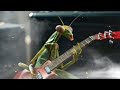 Mantis Metal Madness Amazing Guitar Solo Rock Out By A Praying Mantis Mantis Metal Madness Amazing Guitar Solo Rock Out By A Praying Mantis