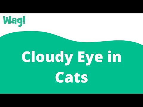 वीडियो: बिल्लियों में बादल आँखें क्या कारण हैं?