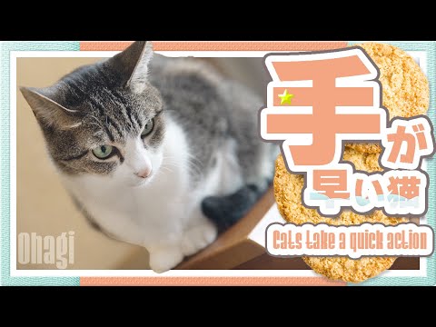 手が早い猫