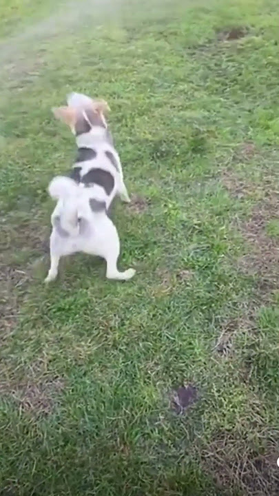 When your dog outsmarts you 😂