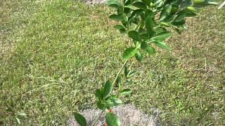 Tropical Fruit Trees - Navel Orange - Part 1