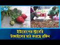 বিদেশি ফল চাষ হচ্ছে প্রতন্ত গ্রামের মাঠে | Strawberry| Foreign fruit farming |