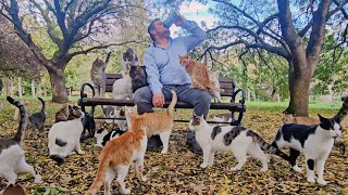 Download Lagu Bahkan orang yang paling sedih di dunia pun akan menjadi bahagia berkat kucing-kucing di sini. MP3 Download Lagu Bahkan orang yang paling sedih di dunia pun akan menjadi bahagia berkat kucing-kucing di sini. MP3