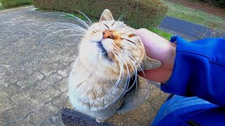 公園のベンチに野良猫が座っていたので隣に座ってナデナデしてきた