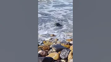 يا مجيب الدعاء 