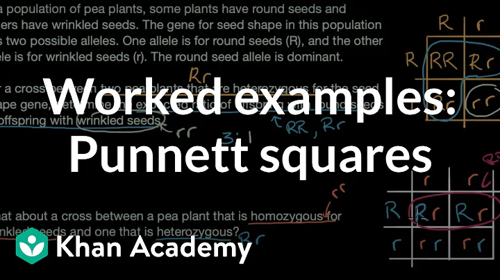 Mastering Punnett Squares: Middle School Biology