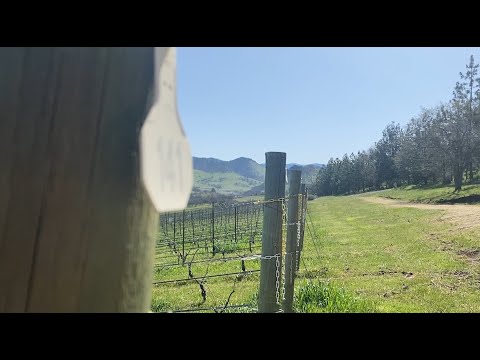 Bubbles Tour : Southern Oregon, Part 1 Irvine & Roberts Vineyards