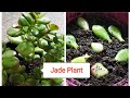 Repotting Jade Plant & Grow Cuttings / Organic Gardening Landscape