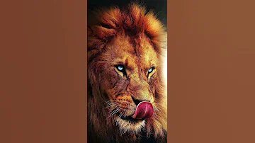 صوت اسد غاضب 