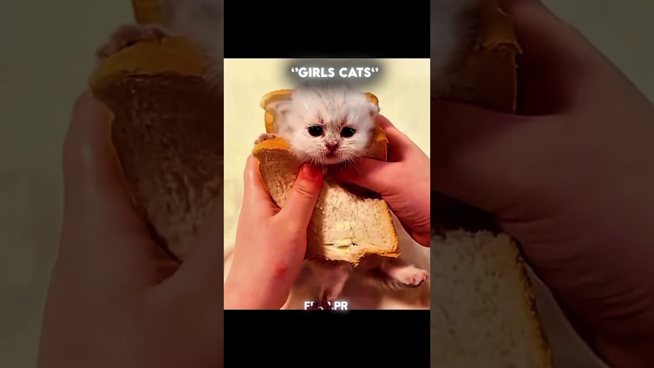 GIRLS CAT VS BOY CATS 