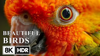 Greatest Bird Collection in 8K HDR 60FPS | Sun Conure | Water Sounds