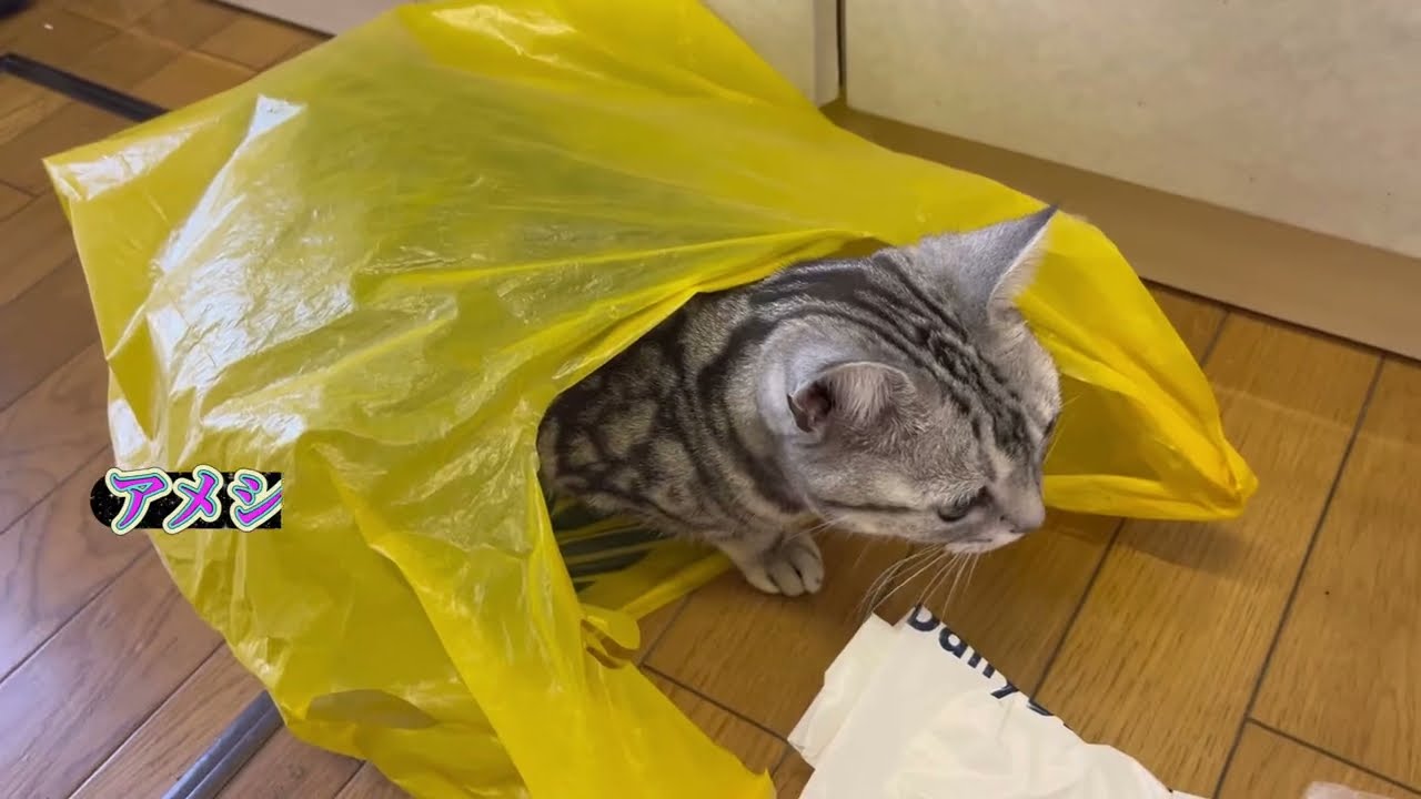 ビニール袋で遊ぶ猫と横取りされたごはんを取り返す猫
