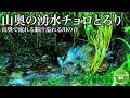 【眠りの川音】山奥から大量に湧き出す湧水の音で熟睡しましょう
