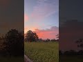 Golden Hour Glow 🌾🌅 Evening Over the Paddy Fields #goldenhour