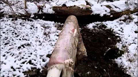 Brain tanning deer hides- a modern approach to fleshing: [ part 2 of 10 ]