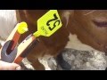 Cómo colocar las orejeras (chapetas) en el ganado con Aplicador o Chapeteador de Orejera Agrofacil