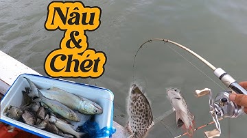 Đụng Ổ Cá Nâu Kéo Lên Cả Cặp | Câu Cá Biển Vũng Tàu ✅