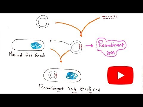 Video: Ano ang mga pamamaraan ng teknolohiya ng recombinant DNA?