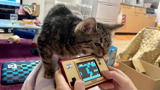 飼い主のゲーム中に甘えてきた子猫を無視するとこうなりますw
