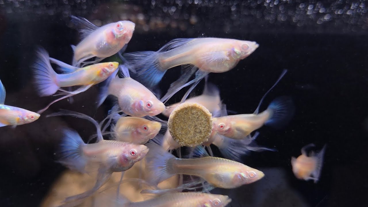 CÁ BẢY MÀU dumbo koi, guppy fish, cá chép sư tử, cá chép koi tuyển chọn