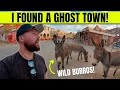THE GHOST TOWN FULL OF WILD BURROS