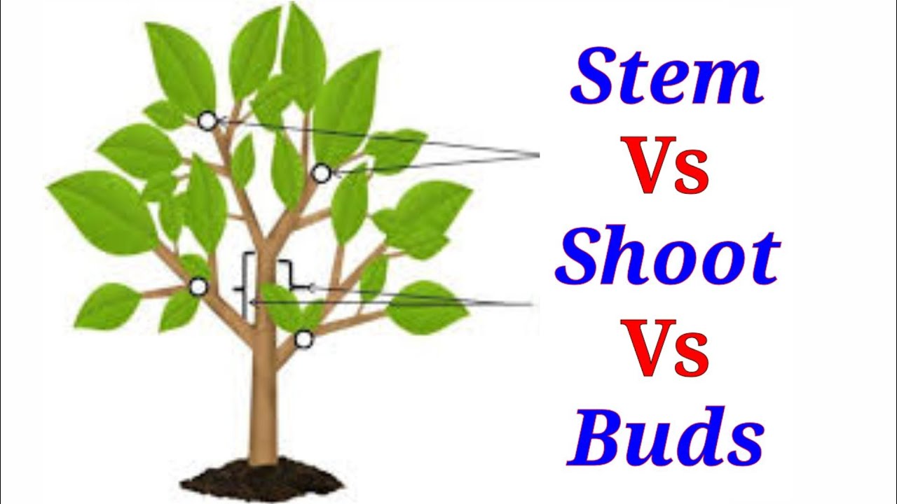 morphology-of-stem-lecture-1-in-hindi-urdu-youtube