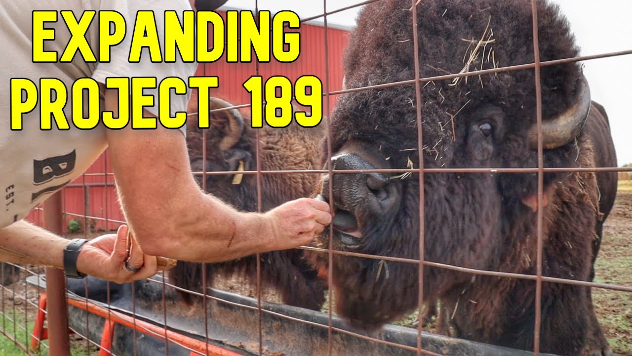We're Building A Bison Ranch! YouTube
