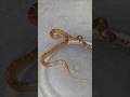 Sakhar Snake A Look Alike Of Krait Snake Shorts 