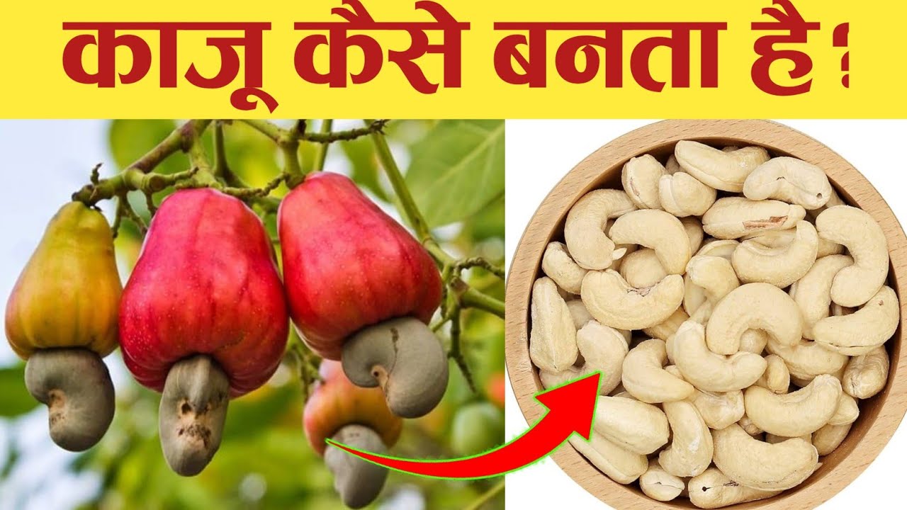 काजू कैसे बनता है? Kaju Kaise Banta hai Cashew Making Process 2023