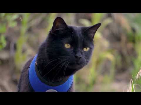Adventure Cat Simon on the Rocks | LoveMeow