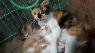 Si belang beranak 3