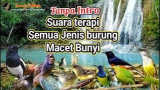 30 Menit Tanpa Intro| Suara Terapi Burung Macet Bunyi Kacer Murai Ciblek Cucak Ijo Sogon Kowul