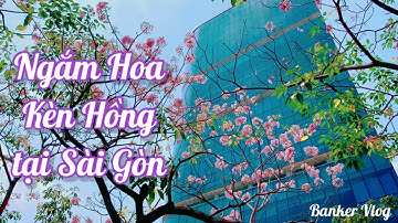 MÙA HOA KÈN HỒNG | KHÁM PHÁ SÀI GÒN 2022| BANKER VLOG