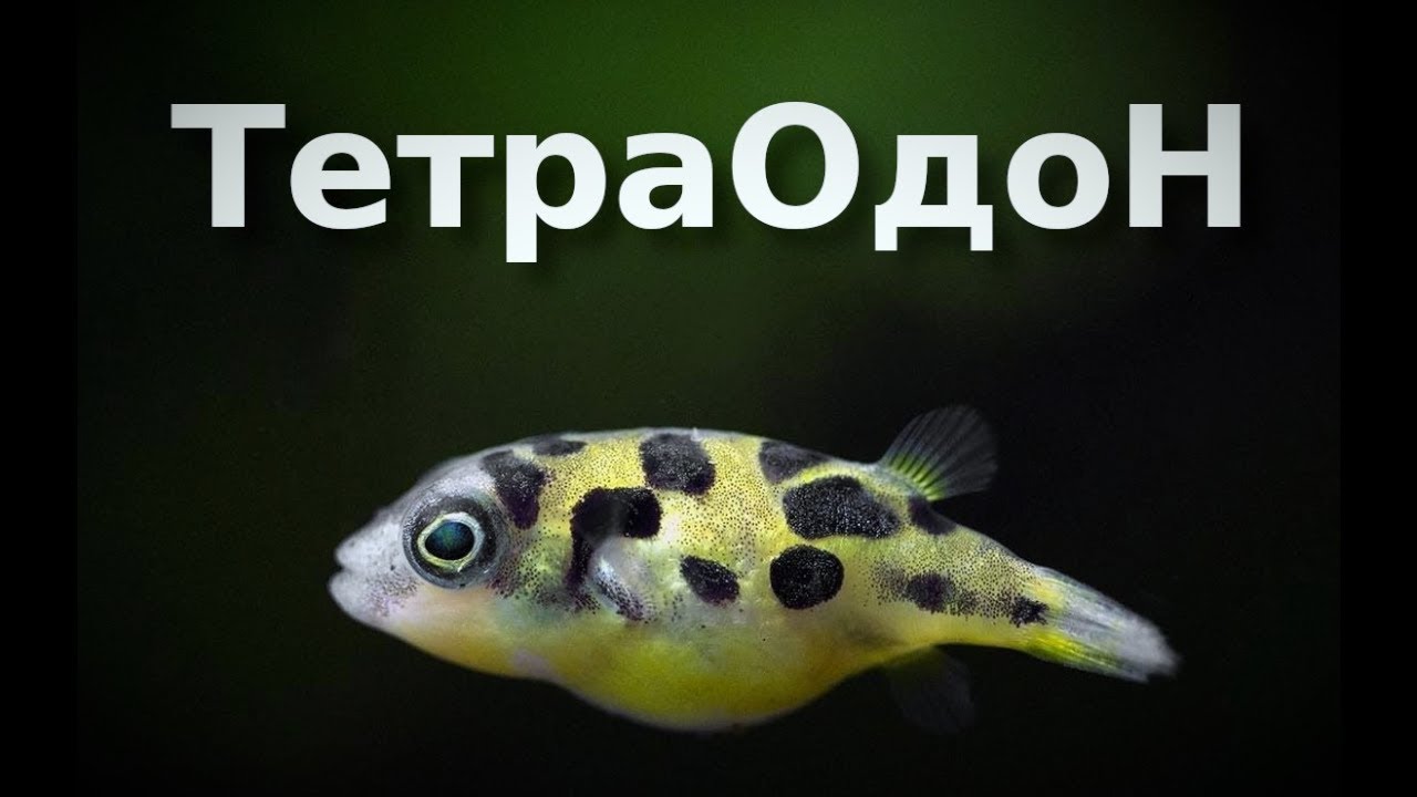 Карликовый ТетраДон — аквариумный УлиткоГрызли - YouTube