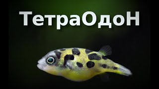 Карликовый ТетраДон - аквариумный УлиткоГрызли