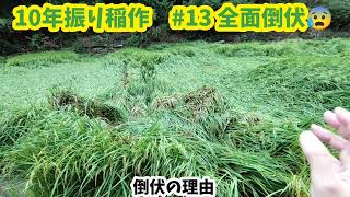 10年振りの稲作挑戦_13　大雨で全面倒伏（泣）