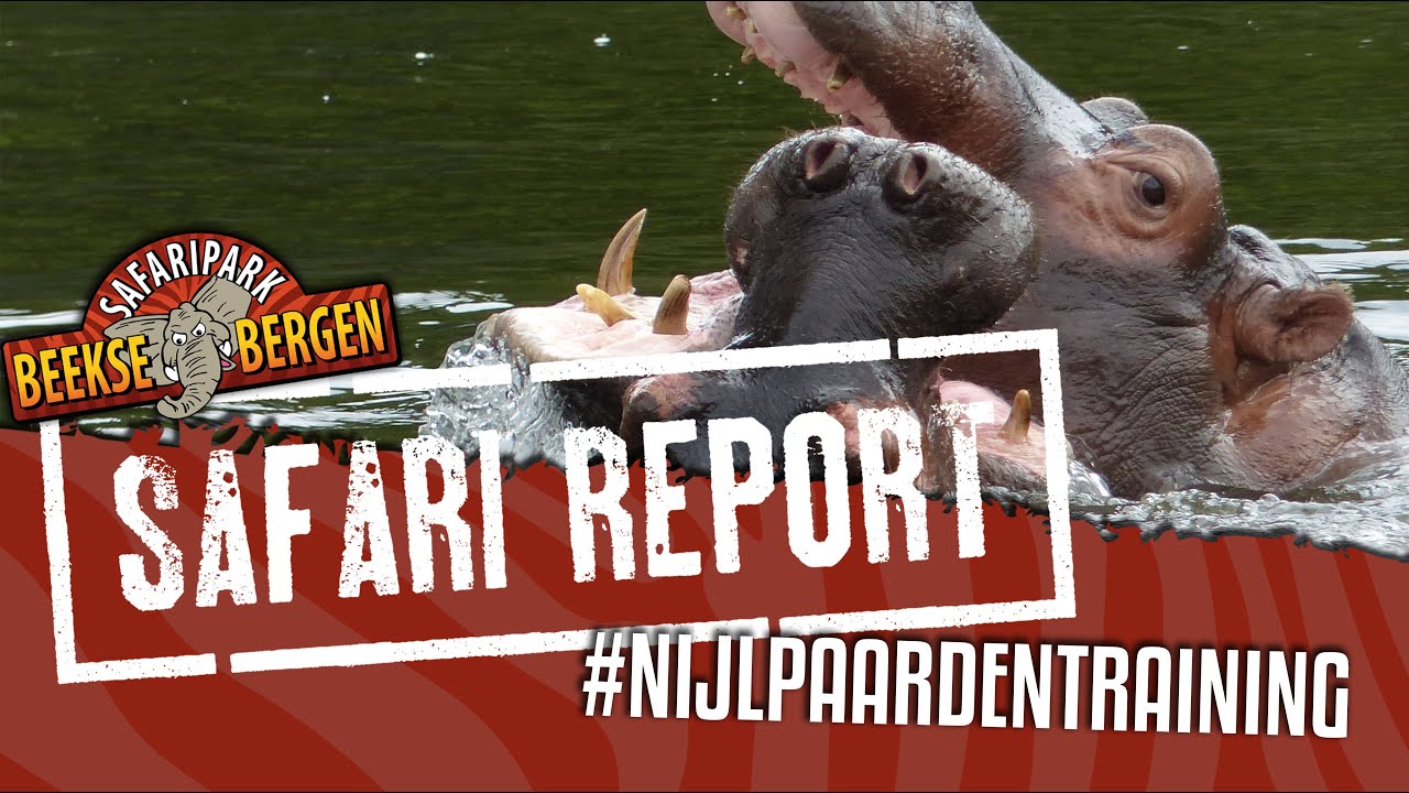 SAFARI REPORT | #19 NIJLPAARDENTRAINING