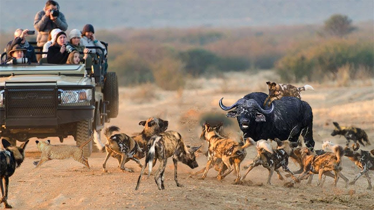 🔥Wild dogs🔥 Best attack wild Epic Battle Of Wild dogs vs Animals YouTube