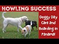 Howling Success: Short and Long Term Dog Boarding in Panama