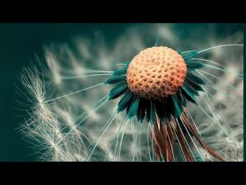 FIZBOH - Calabria 2017 (Bass Boosted) (Test)