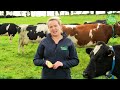 Kids corner facts about cows milk and grass  science week 2021